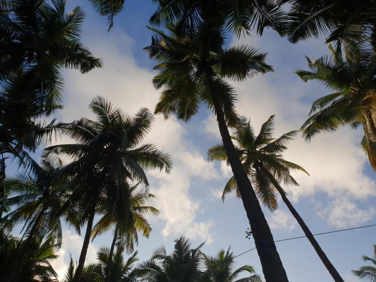 Palm Forest Palolem Kültér fotó